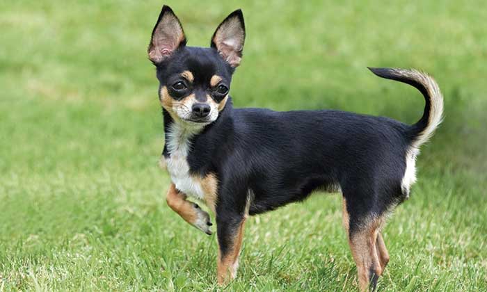 chihuahua separation anxiety