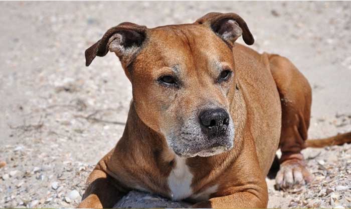 american pitt bull separation anxiety