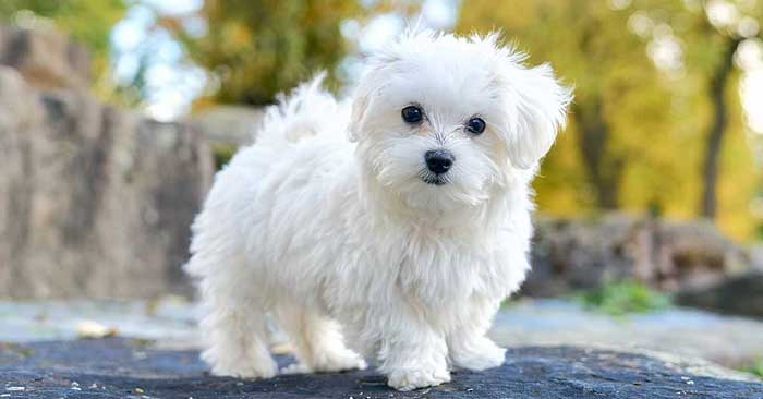 maltese separation anxiety