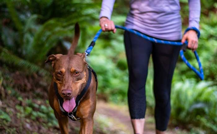 exercise to calm an anxious dog