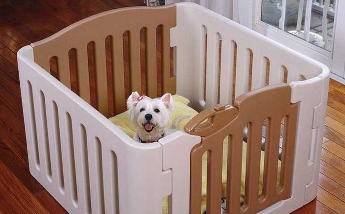 create personal space to treat separation anxiety in dogs