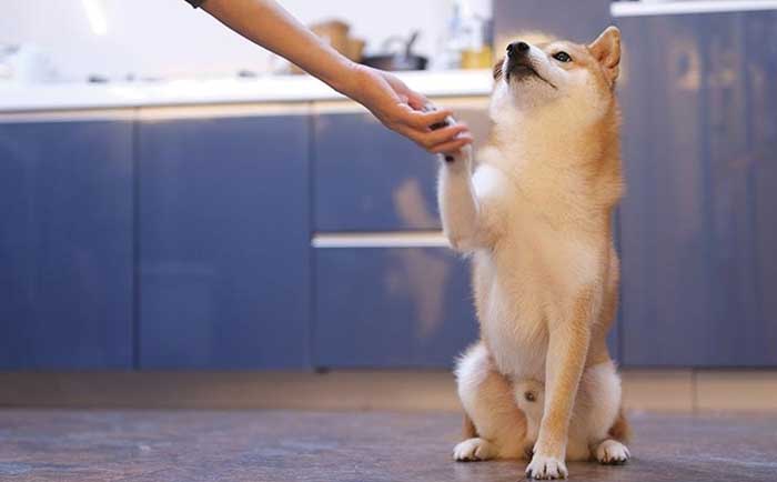 stop separation anxiety in dogs with safety cues