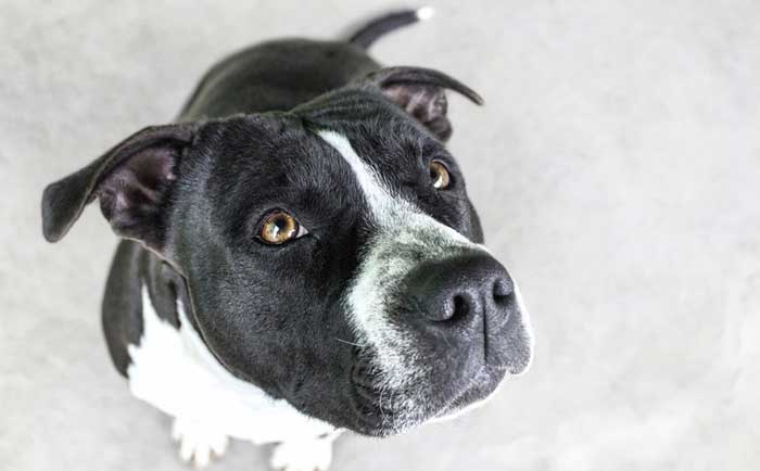 dog anxiety trigger desensitization