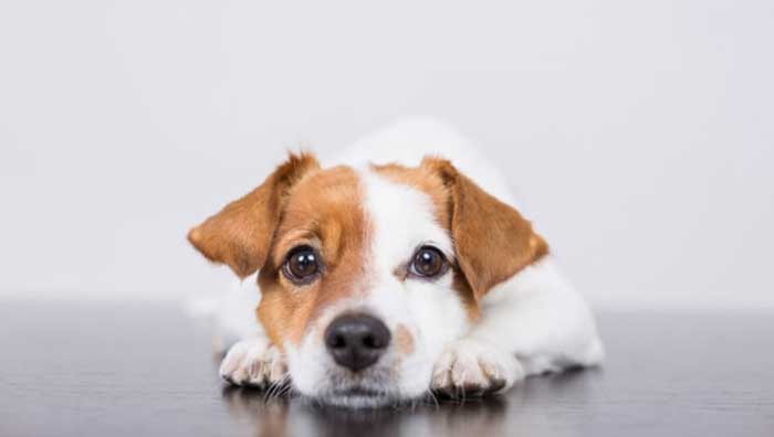 dog anxiety desensitize trigger sequences