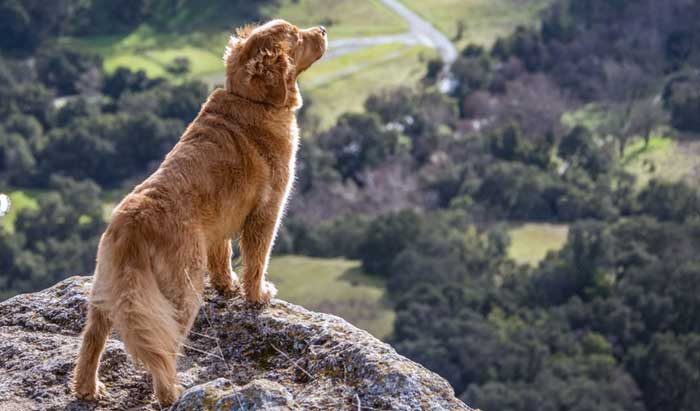 long term dog success