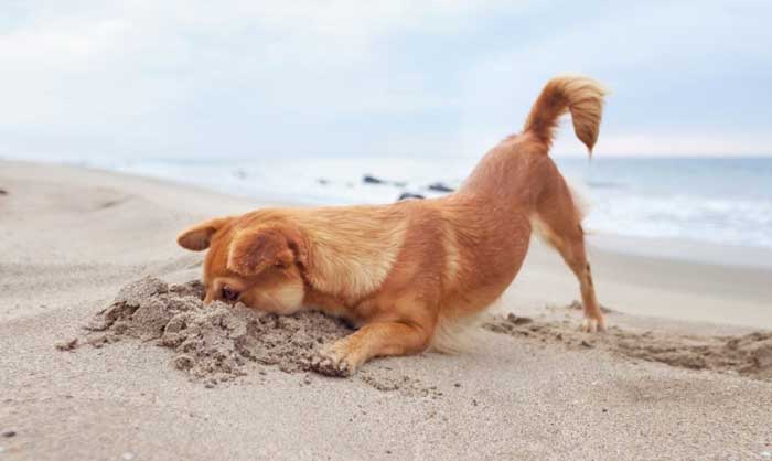 provide dog diverse experiences