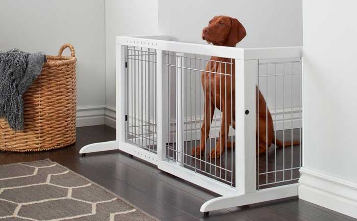 train dog to be alone