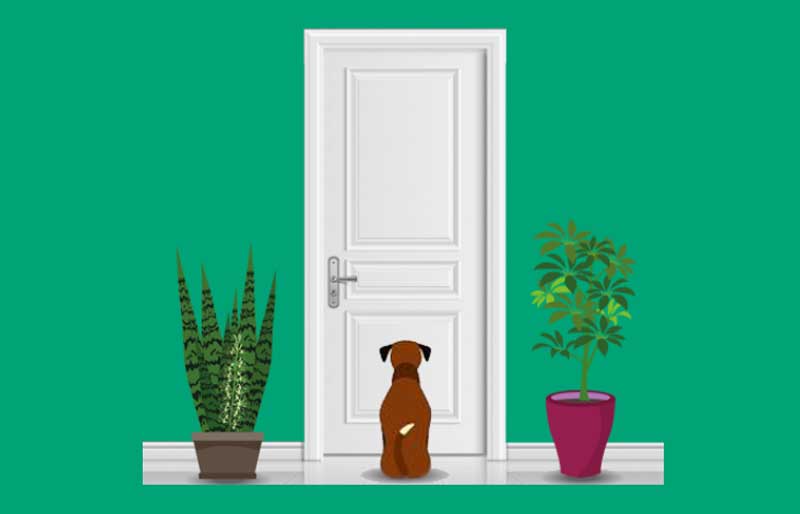 how to help a dog with separation anxiety