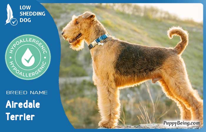 hypoallergenic low shedding dog breeds 09 airedale terrier