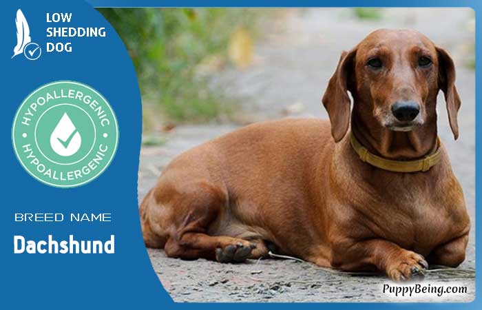 hypoallergenic low shedding dog breeds 28 dachshund