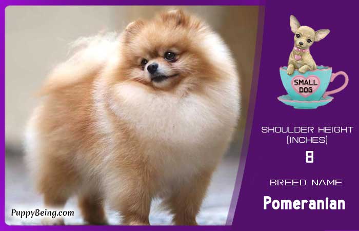 smallest miniature dog breeds 05 pomeranian
